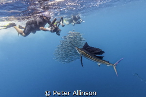 Photographer attempting to photograph a sailfish (he miss... by Peter Allinson 